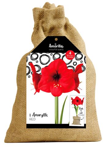 Rote Amaryllis "Amorita"